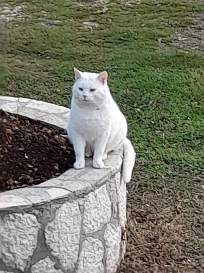 Affittacamere Aleksa Cetinje Esterno foto